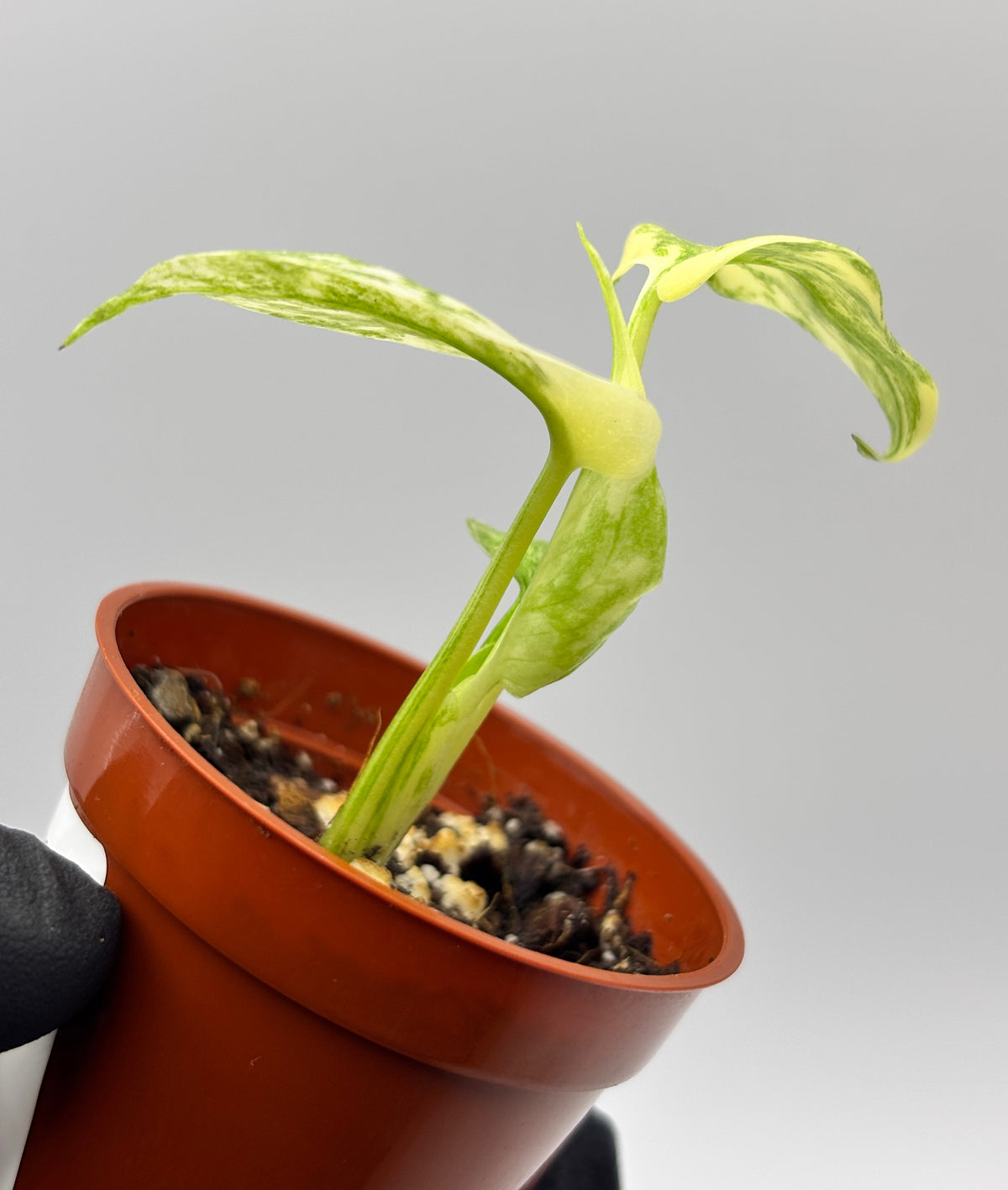 Monstera Deliciosa Green Snow #5 exact plant photo 5