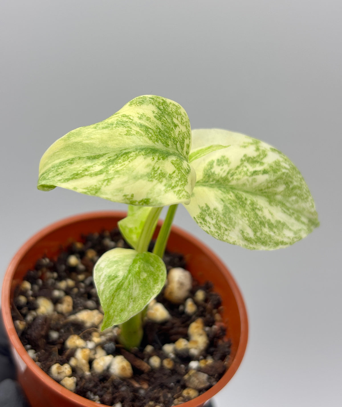 Monstera Deliciosa Green Snow #5 exact plant photo 6