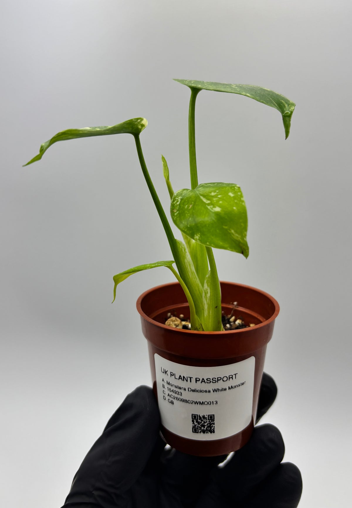 Monstera Deliciosa White Monster #13 exact plant photo 3