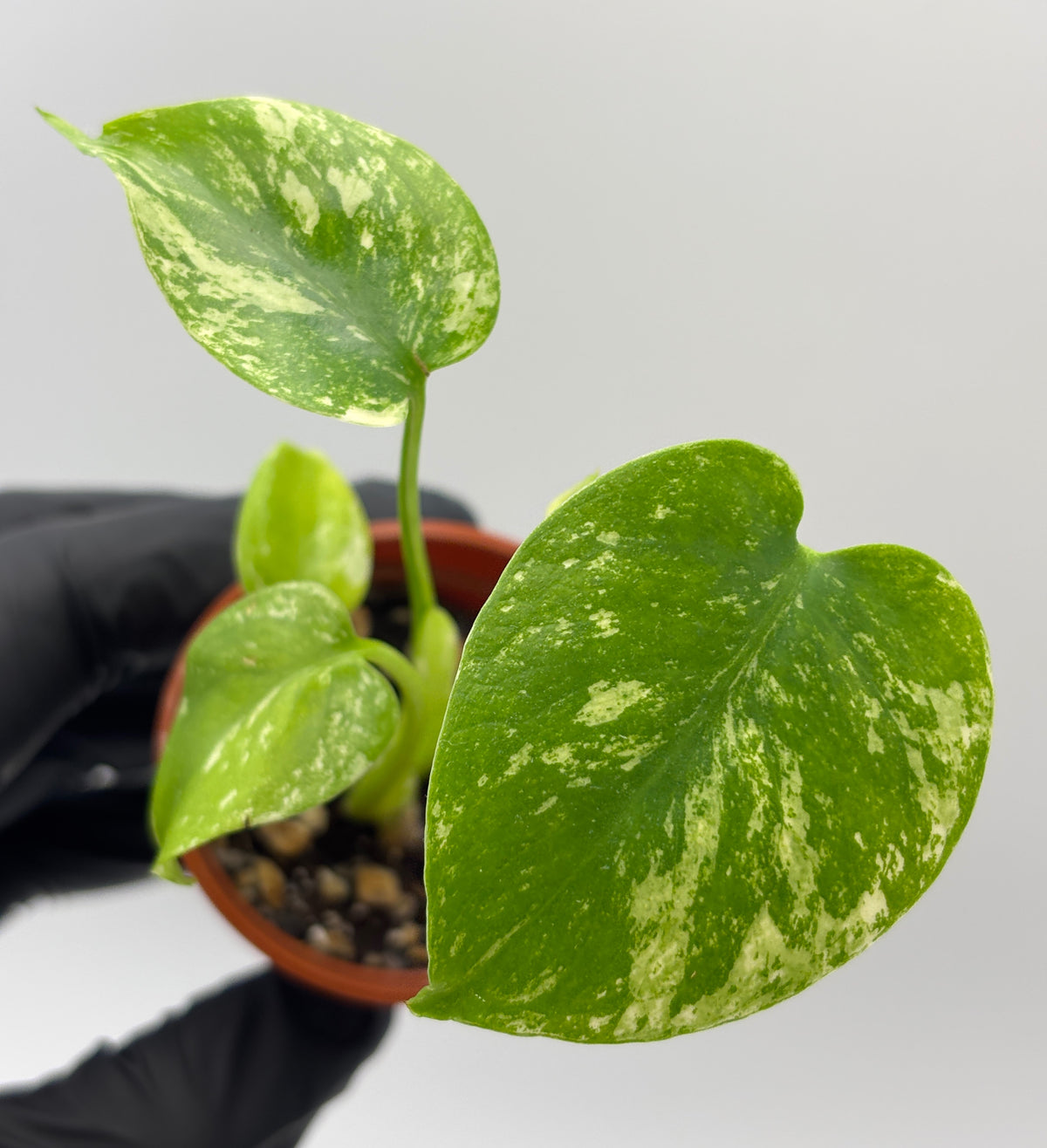 Monstera Deliciosa White Monster #13 exact plant photo 1