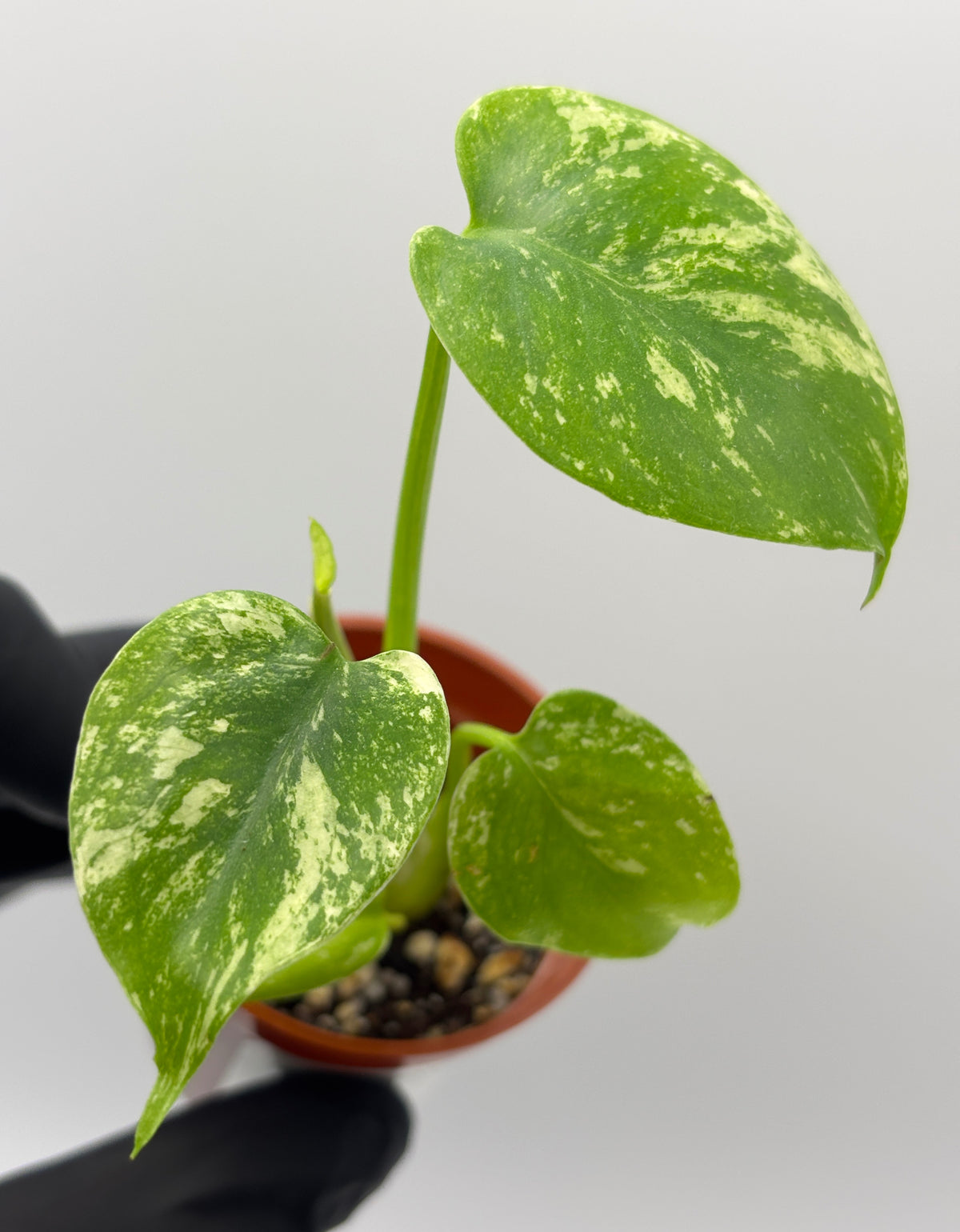 Monstera Deliciosa White Monster #13 exact plant photo 2