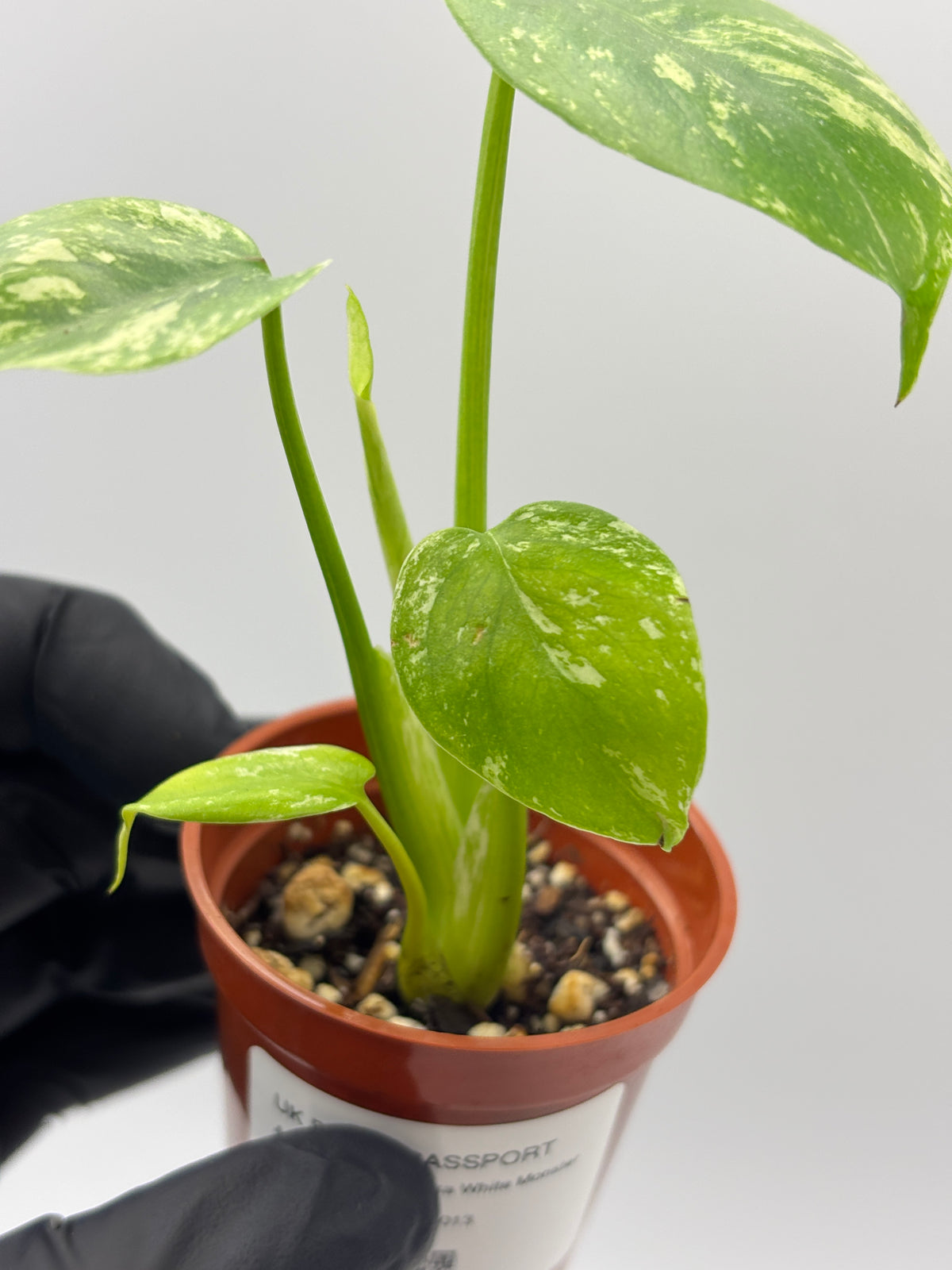 Monstera Deliciosa White Monster #13 exact plant photo 7