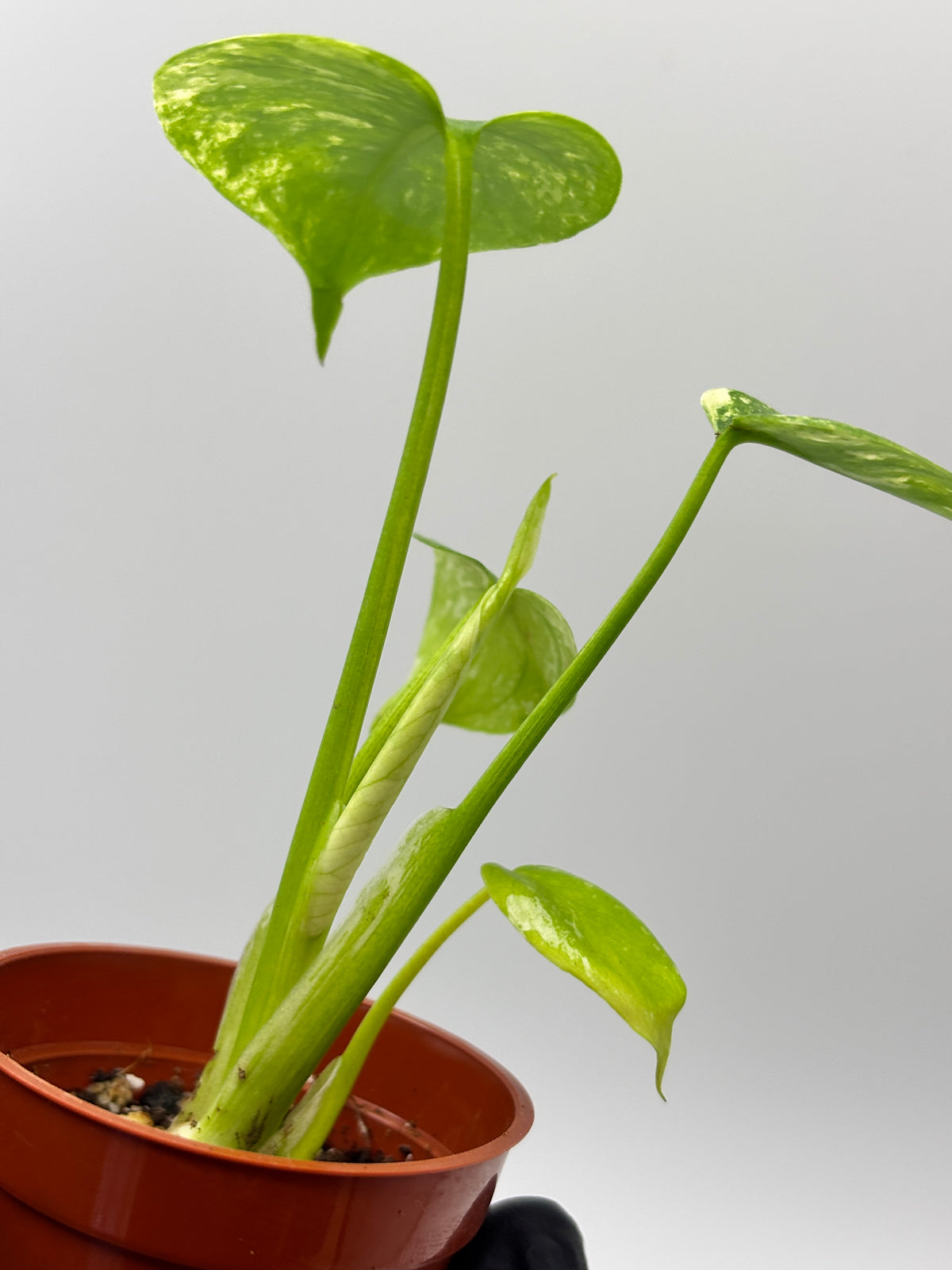 Monstera Deliciosa White Monster #13 exact plant photo 6