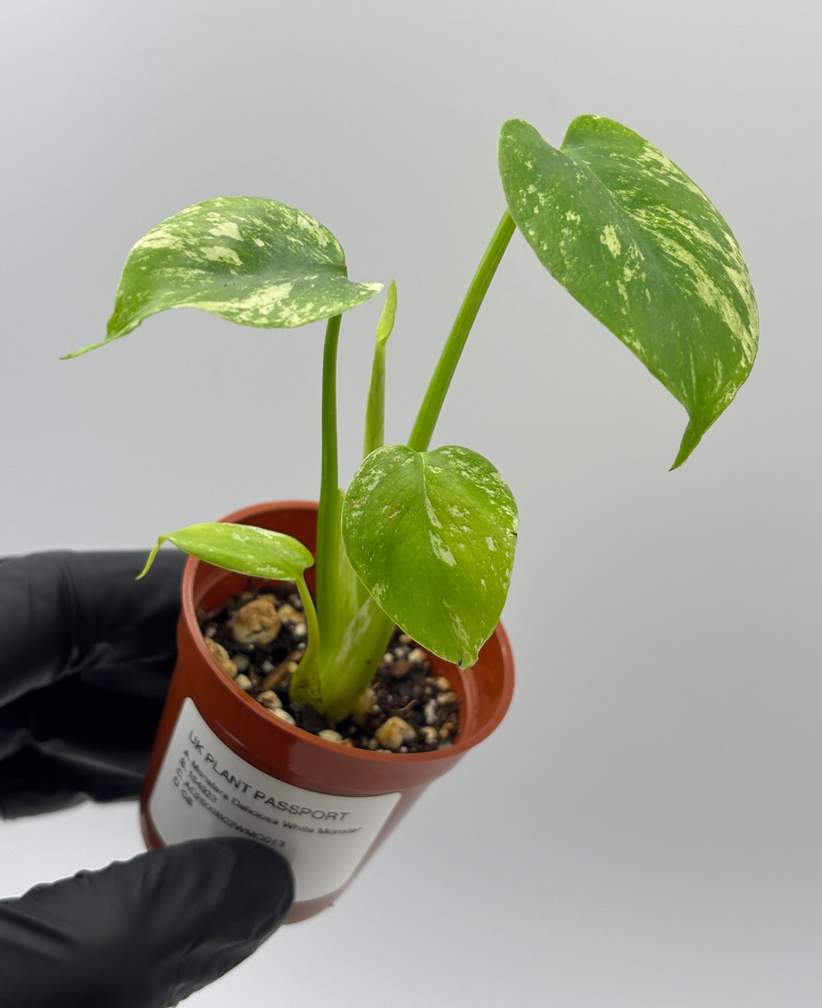 Monstera Deliciosa White Monster #13 exact plant photo 5