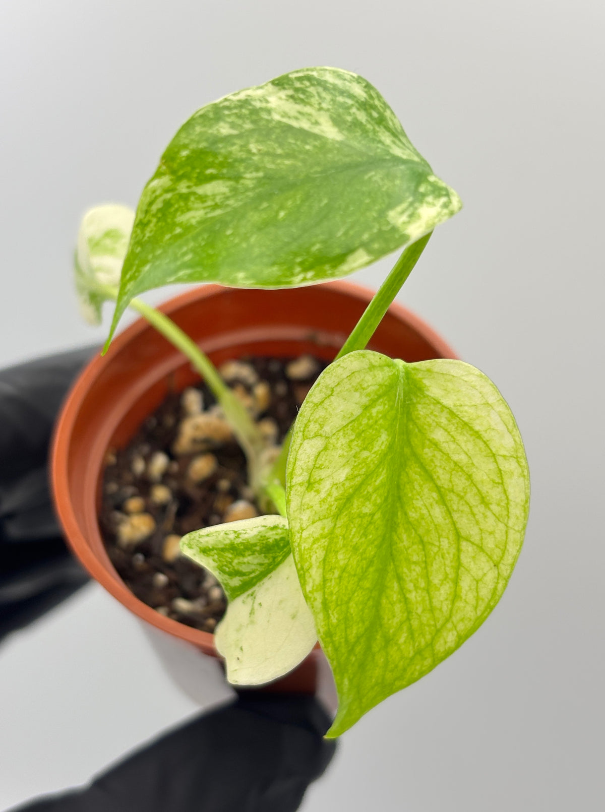 Monstera Deliciosa White Monster #11 exact plant photo 1
