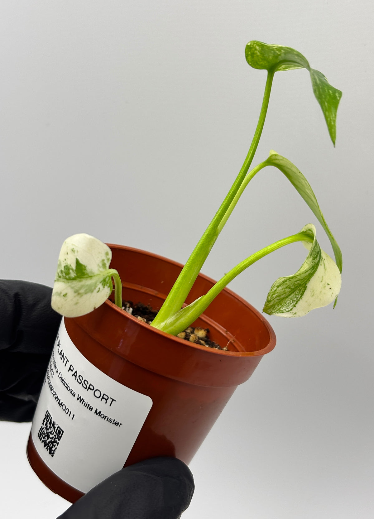 Monstera Deliciosa White Monster #11 exact plant photo 3