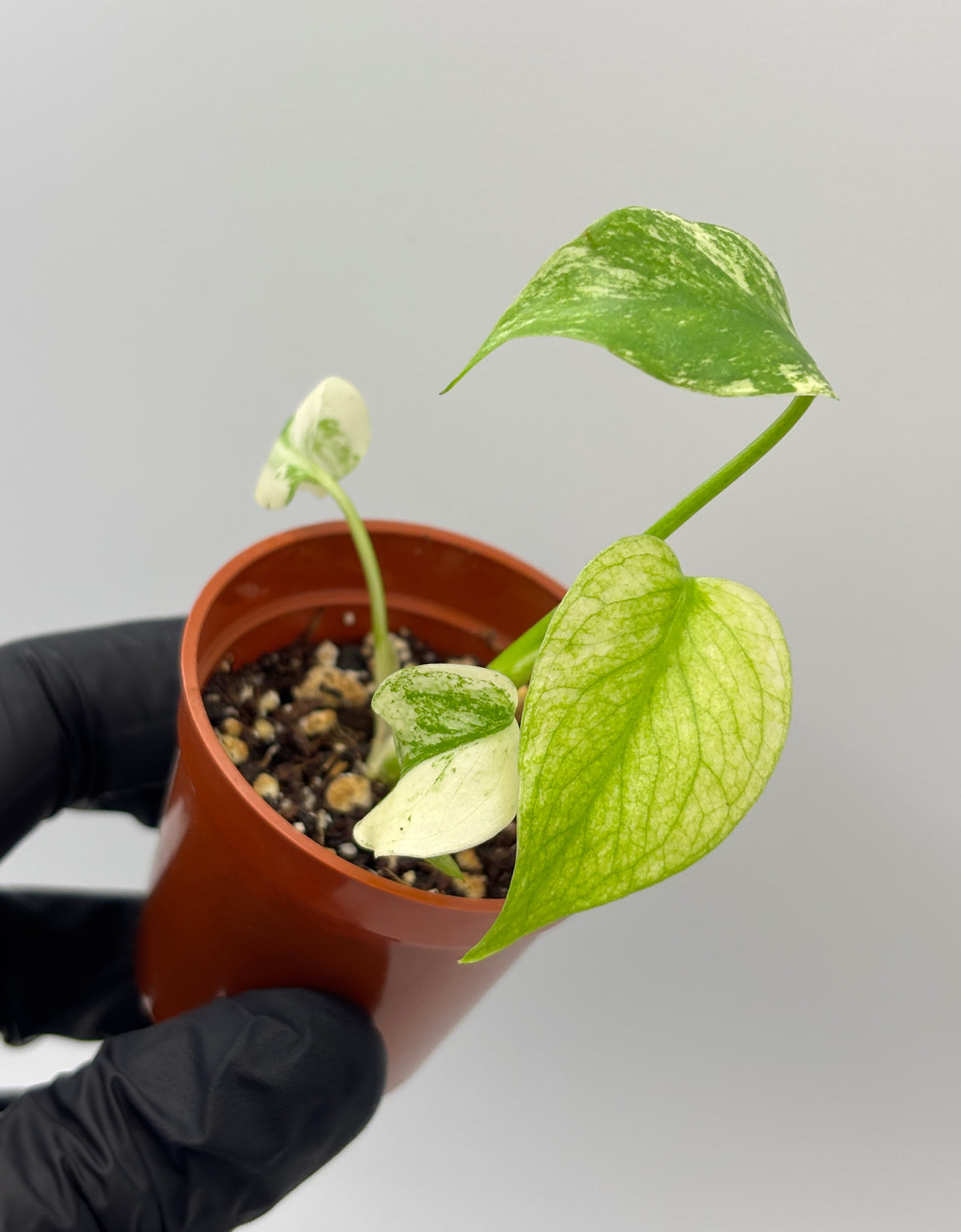 Monstera Deliciosa White Monster #11 exact plant photo 4