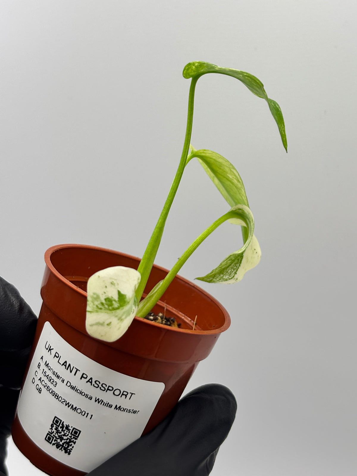 Monstera Deliciosa White Monster #11 exact plant photo 5