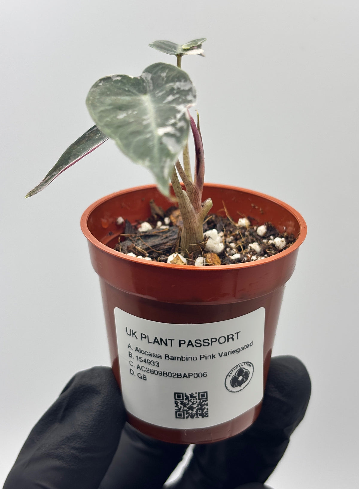 Alocasia Bambino Pink Variegated #6 exact plant photo 4