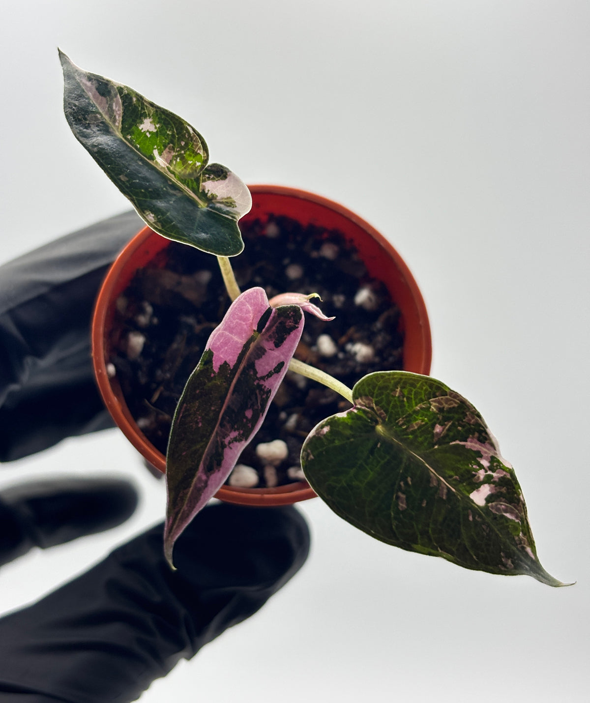 Alocasia Bambino Pink Variegated #6 exact plant photo 1
