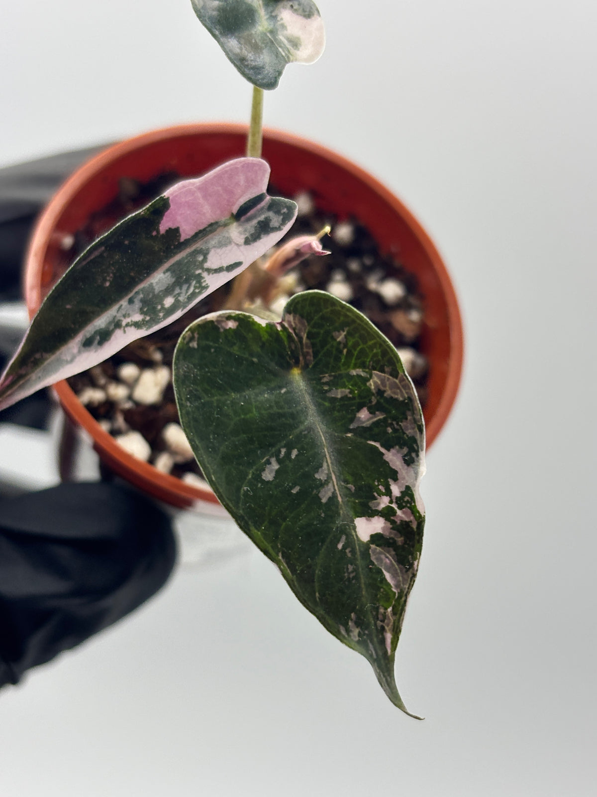 Alocasia Bambino Pink Variegated #6 exact plant photo 2