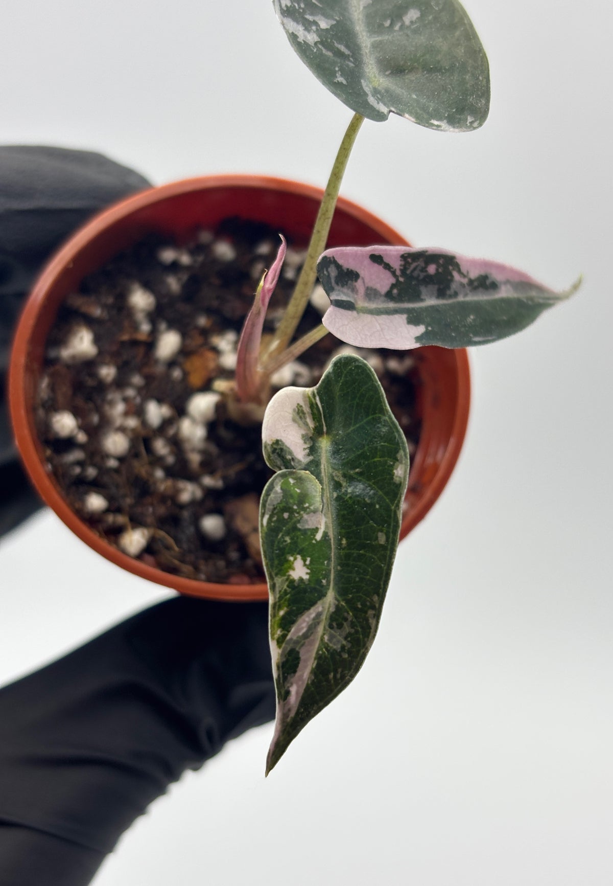 Alocasia Bambino Pink Variegated #6 exact plant photo 3