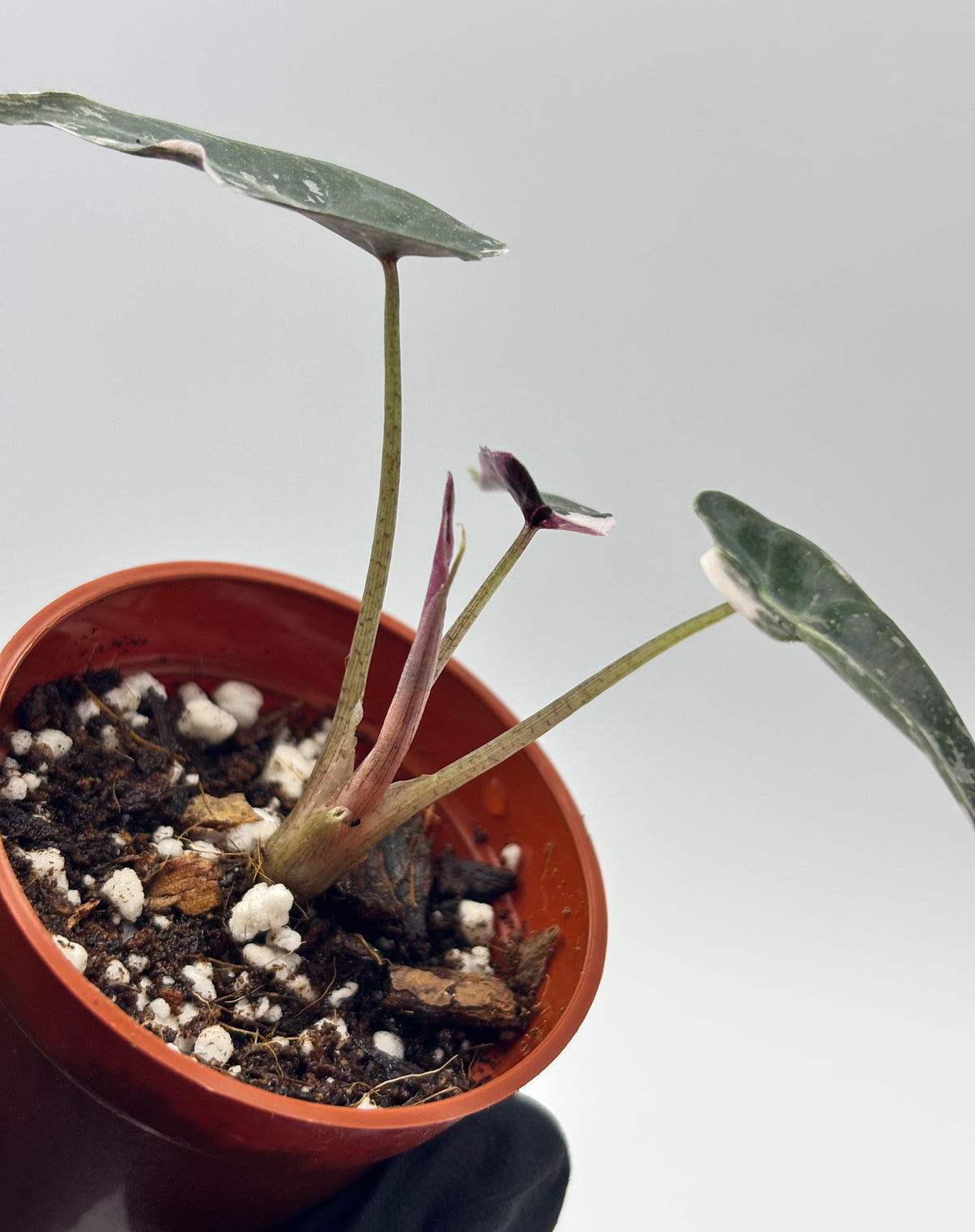 Alocasia Bambino Pink Variegated #6 exact plant photo 5