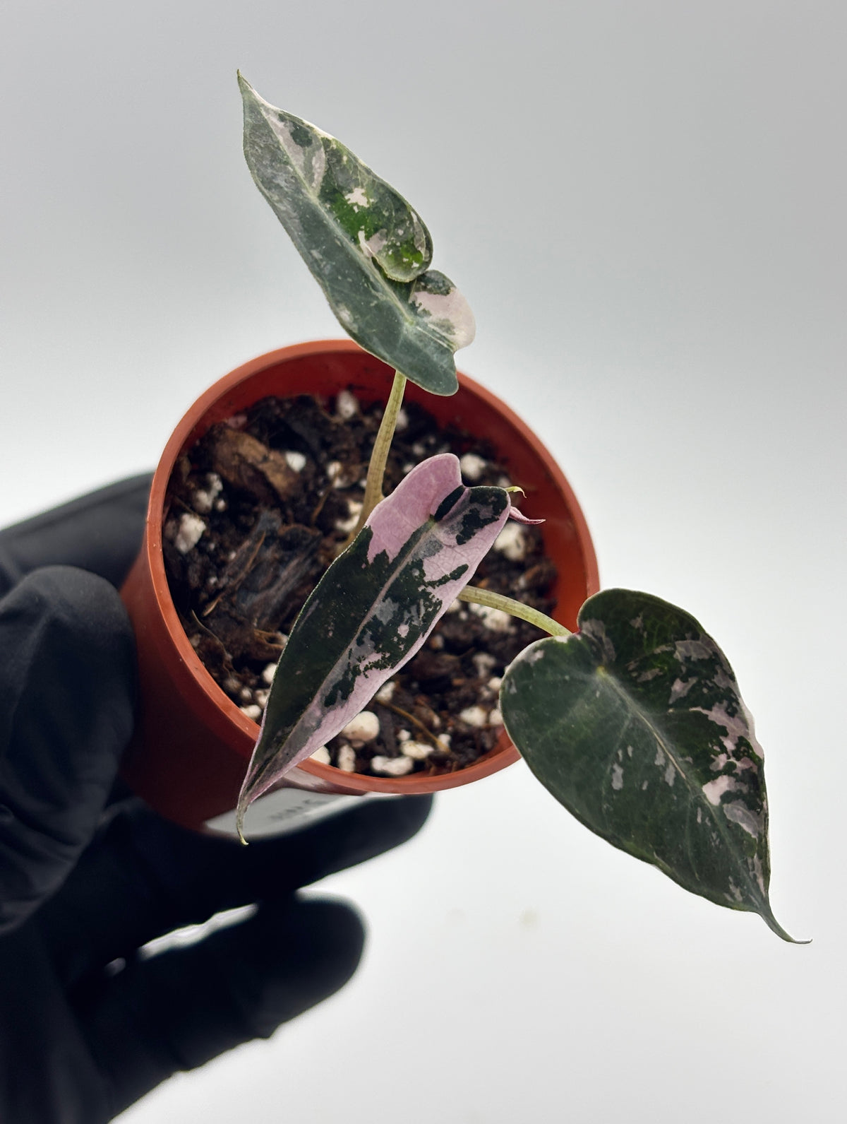Alocasia Bambino Pink Variegated #6 exact plant photo 6