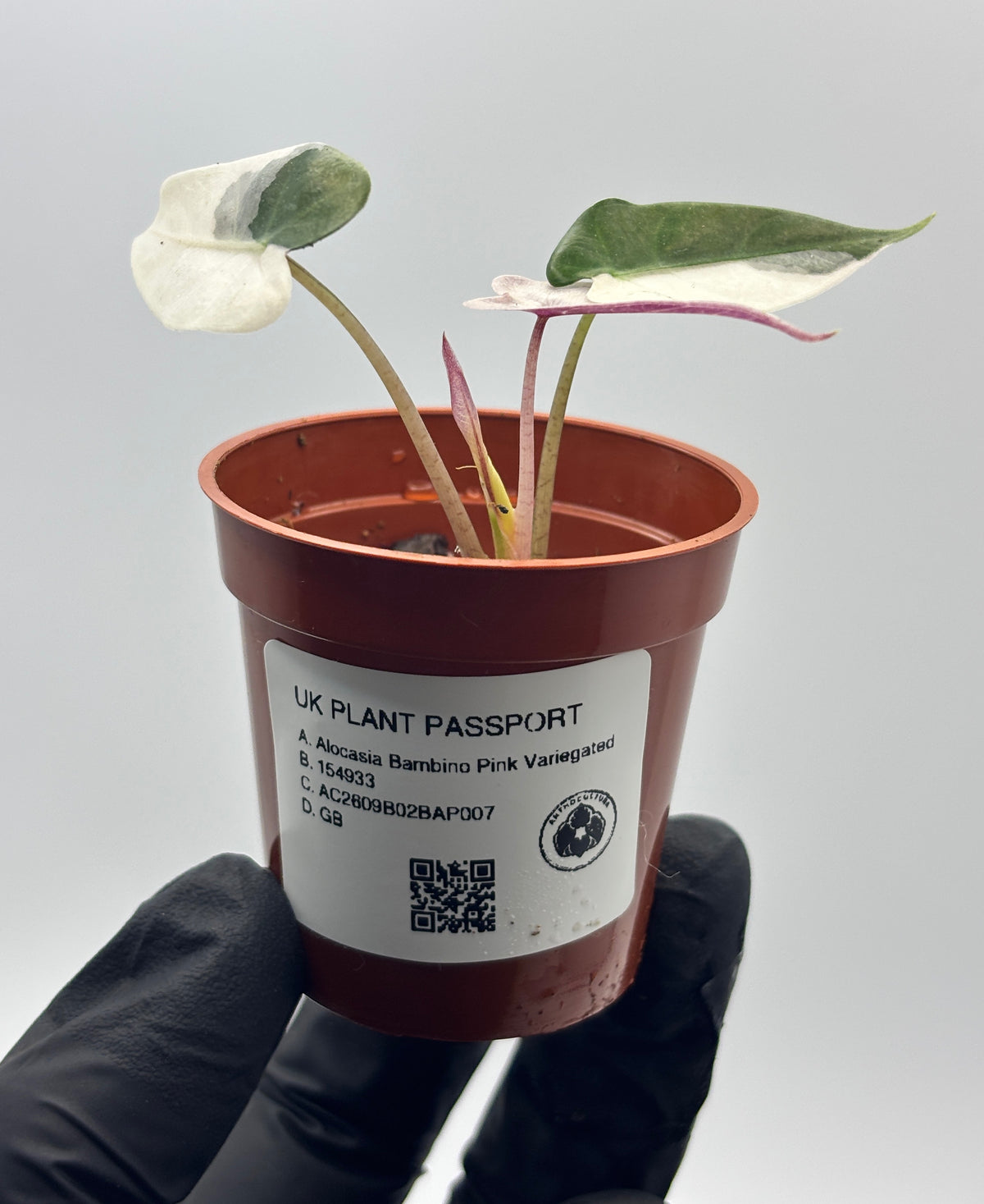 Alocasia Bambino Pink Variegated #7 exact plant photo 5