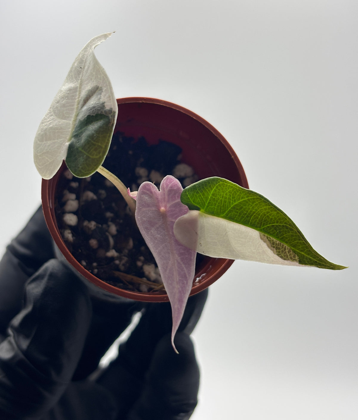 Alocasia Bambino Pink Variegated #7 exact plant photo 2