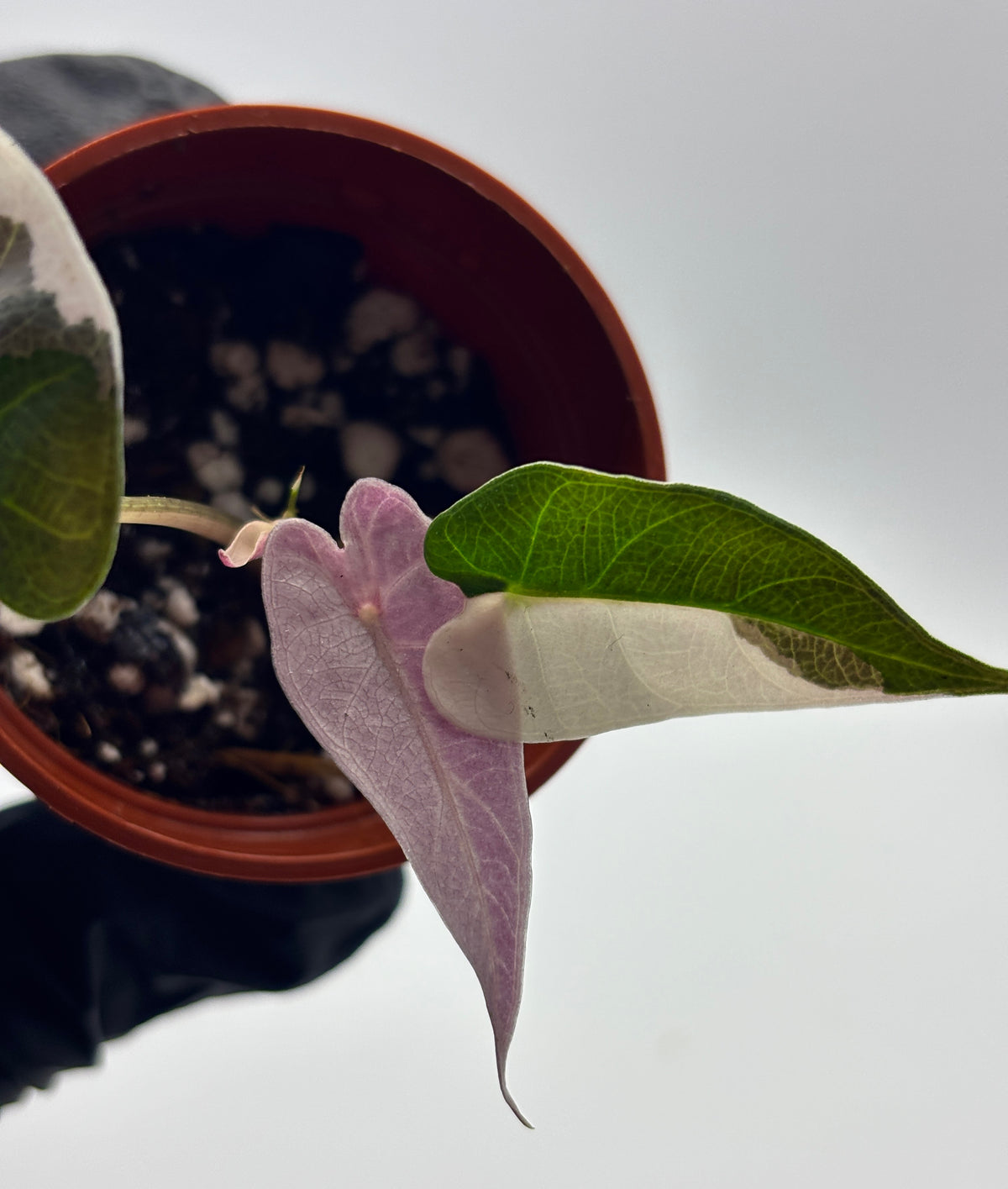 Alocasia Bambino Pink Variegated #7 exact plant photo 3
