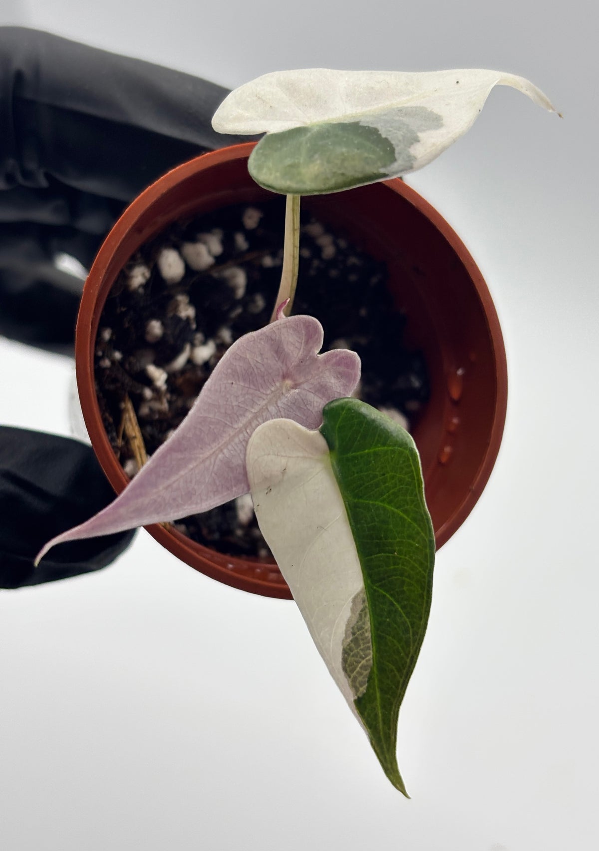 Alocasia Bambino Pink Variegated #7 exact plant photo 4