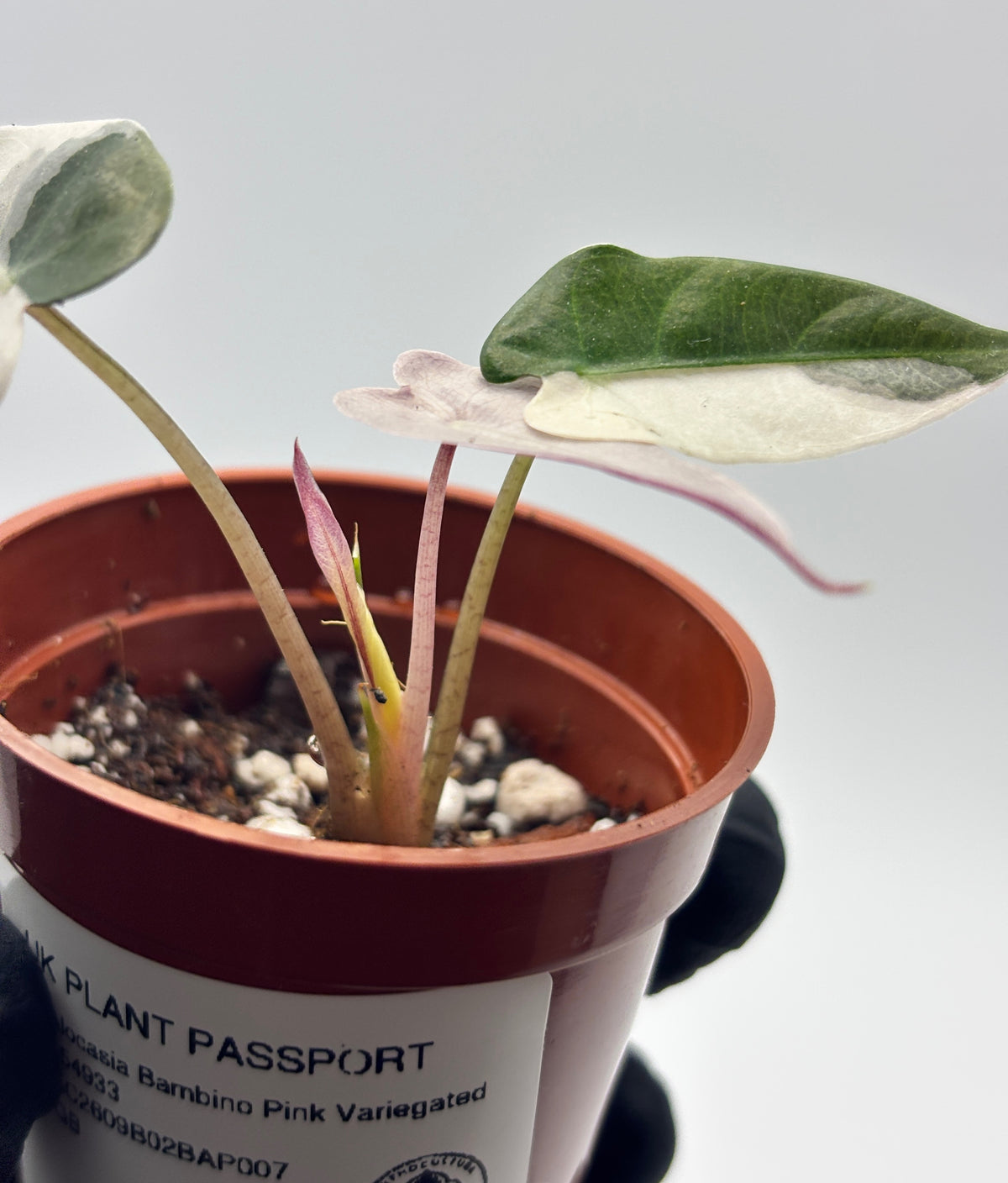 Alocasia Bambino Pink Variegated #7 exact plant photo 7