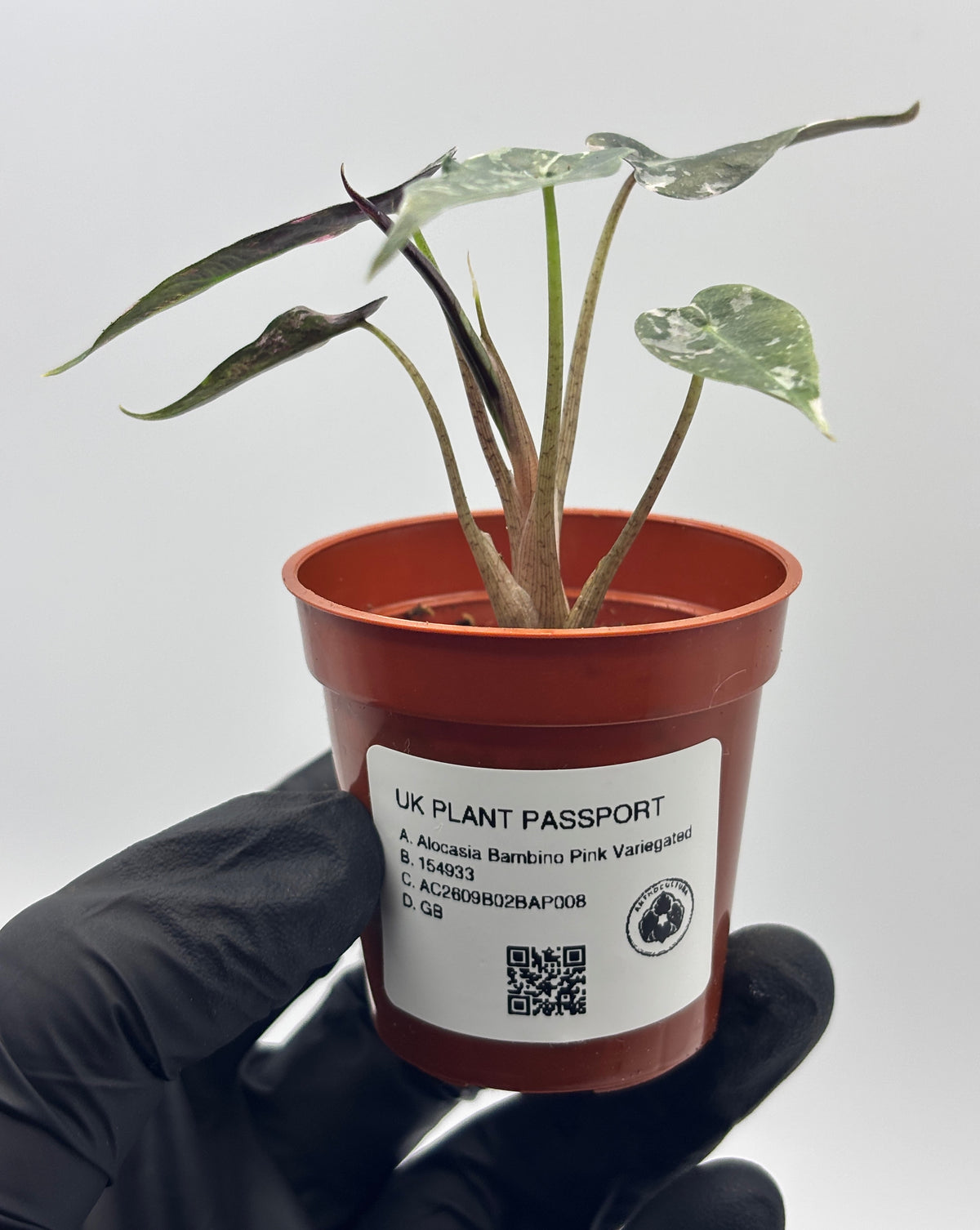 Alocasia Bambino Pink Variegated #8 exact plant photo 5