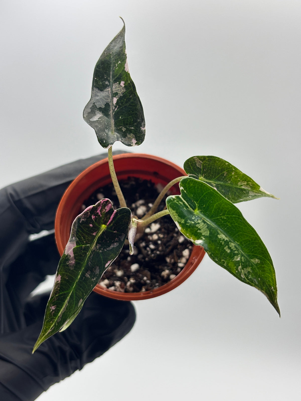 Alocasia Bambino Pink Variegated #8 exact plant photo 2