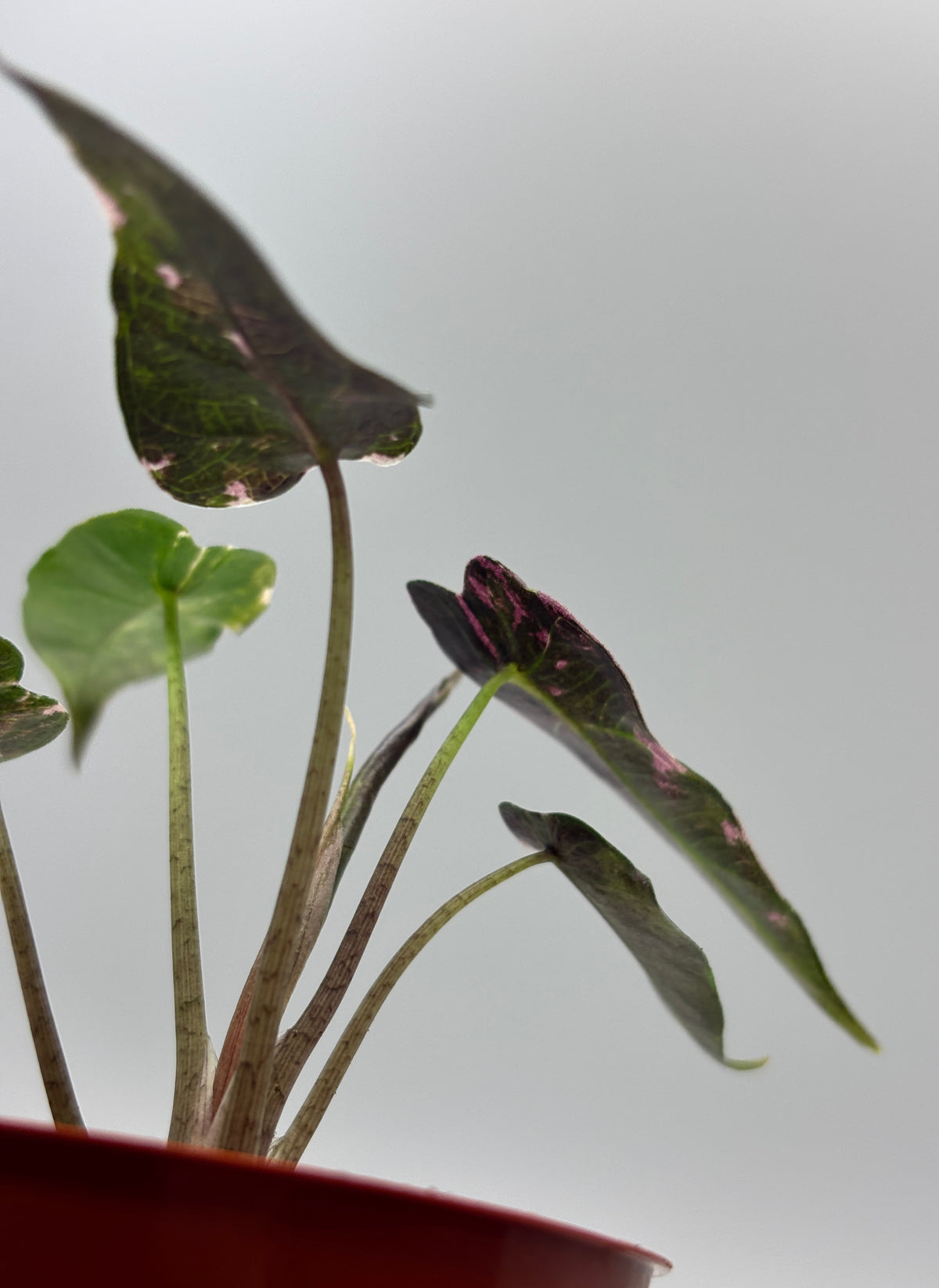 Alocasia Bambino Pink Variegated #8 exact plant photo 7