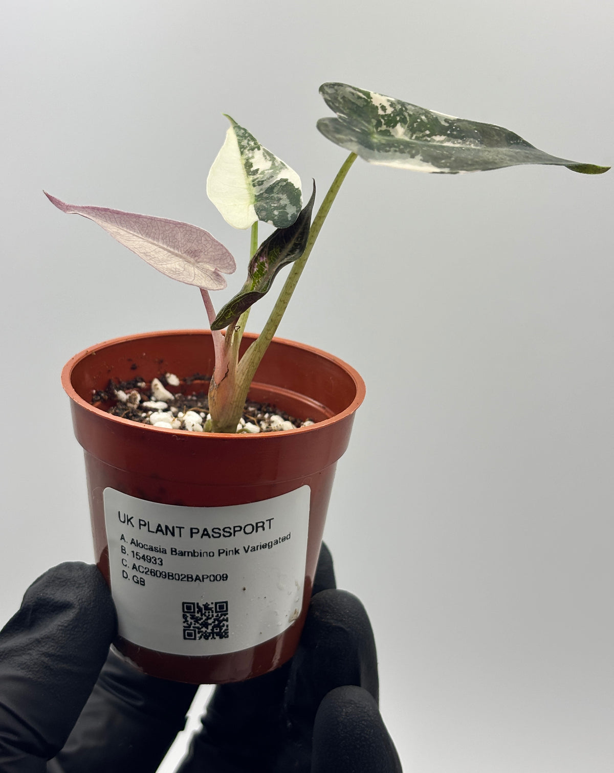 Alocasia Bambino Pink Variegated #9 exact plant photo 3