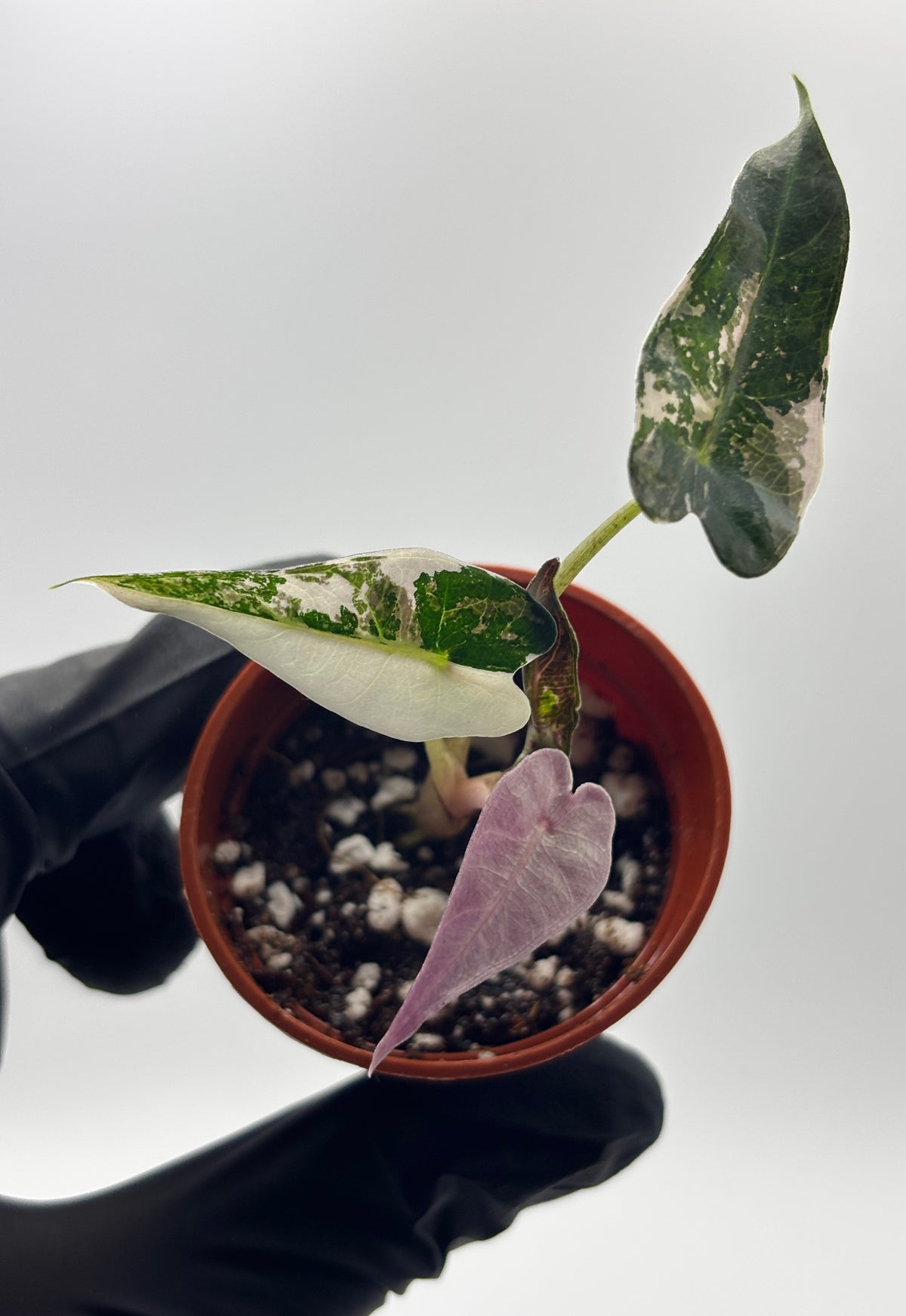 Alocasia Bambino Pink Variegated #9 exact plant photo 4
