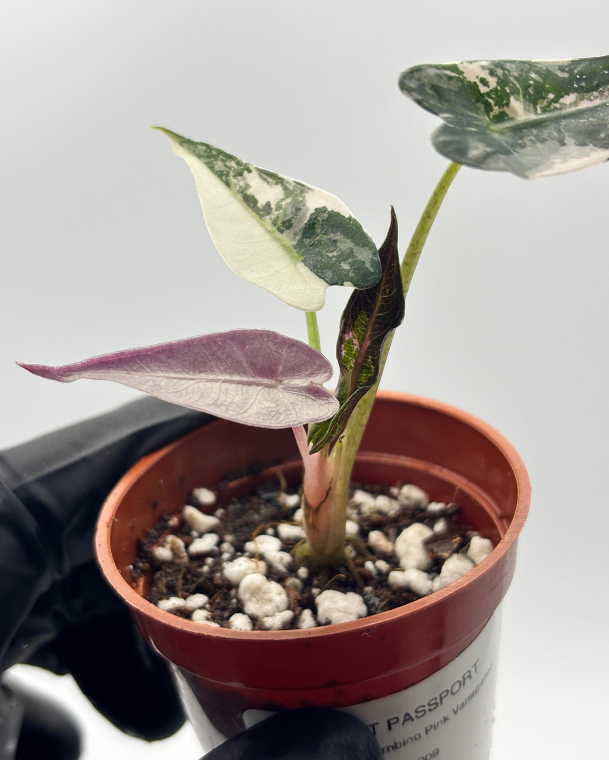 Alocasia Bambino Pink Variegated #9 exact plant photo 5
