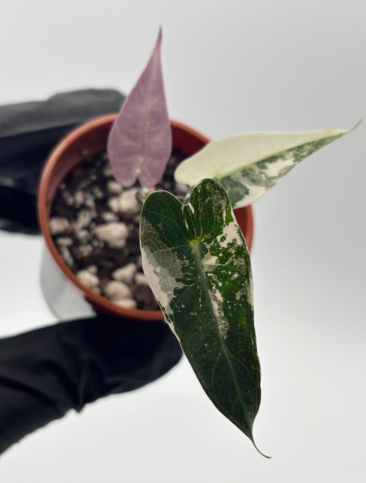 Alocasia Bambino Pink Variegated #9 exact plant photo 6