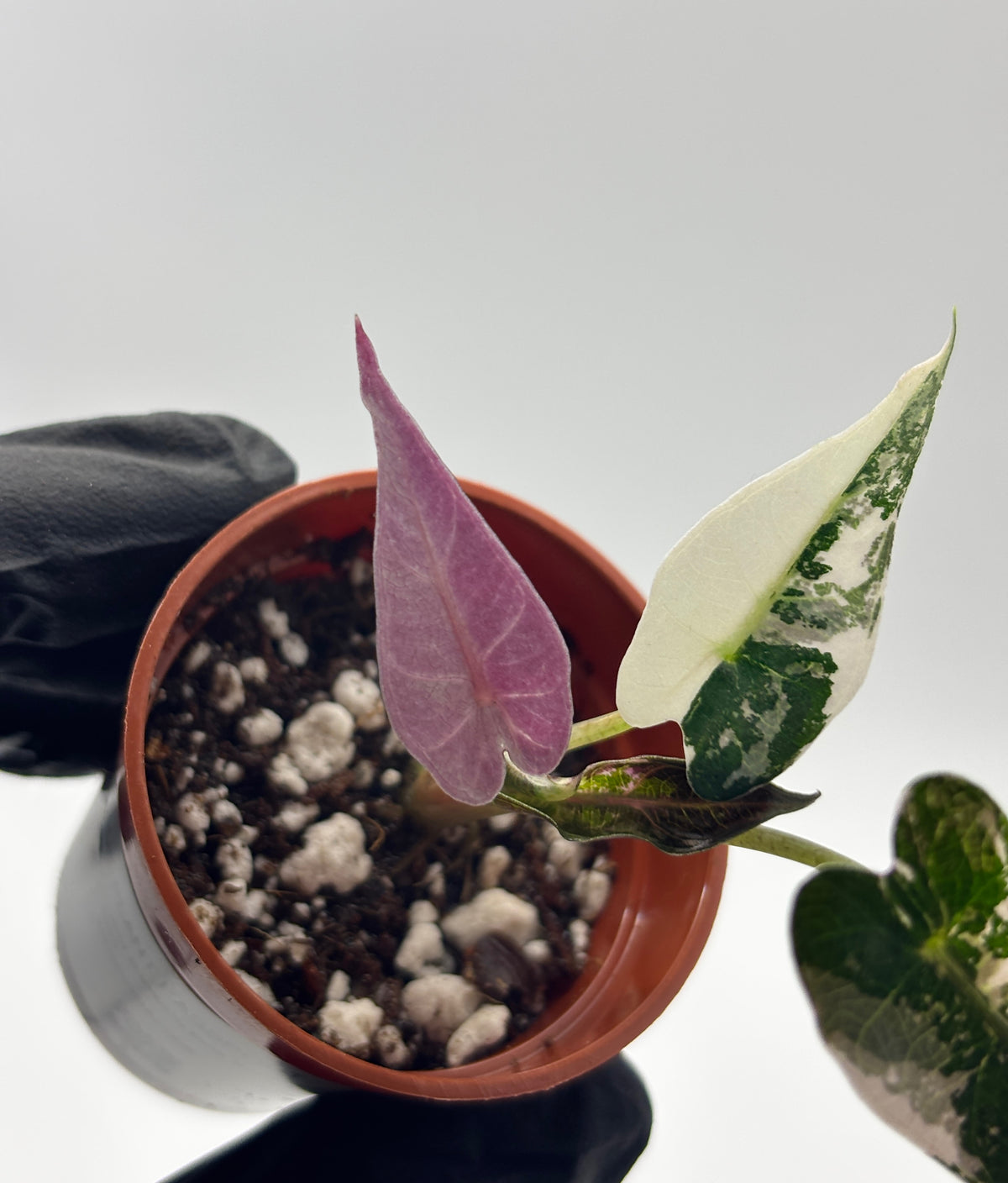 Alocasia Bambino Pink Variegated #9 exact plant photo 2