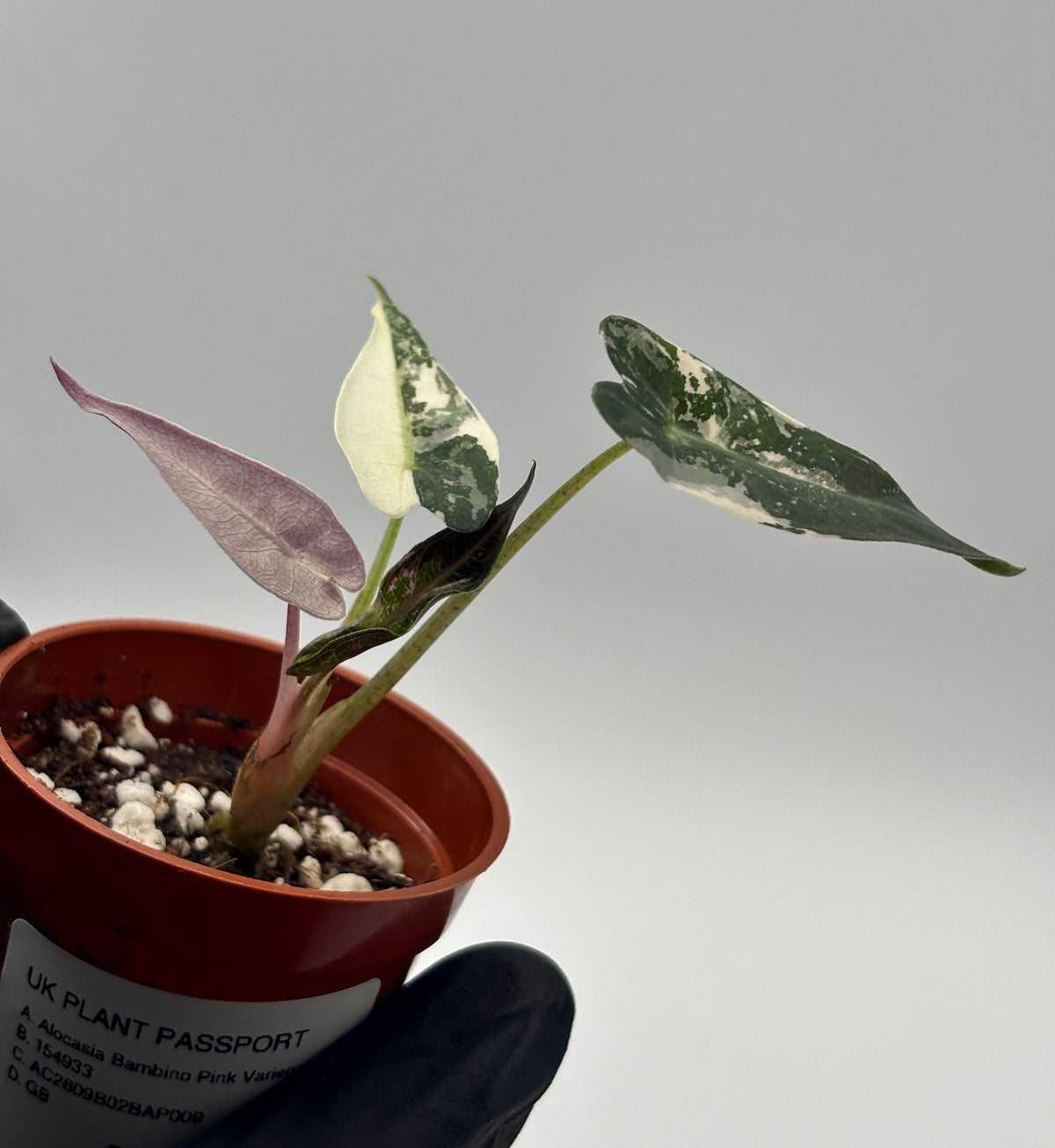 Alocasia Bambino Pink Variegated #9 exact plant photo 7
