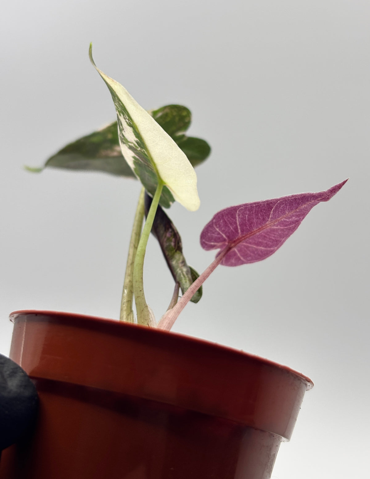 Alocasia Bambino Pink Variegated #9 exact plant photo 1