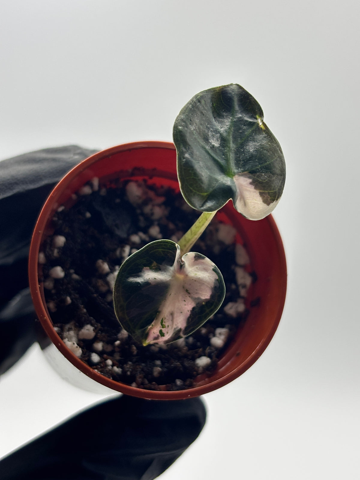 Alocasia Balloon Heart Pink Variegated #3 exact plant photo 6