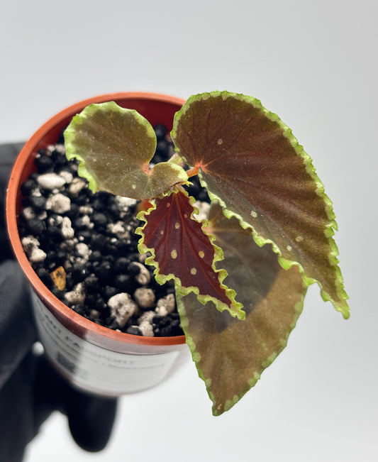 Begonia Darthvaderiana x Malachosticta #2 exact plant photo 1