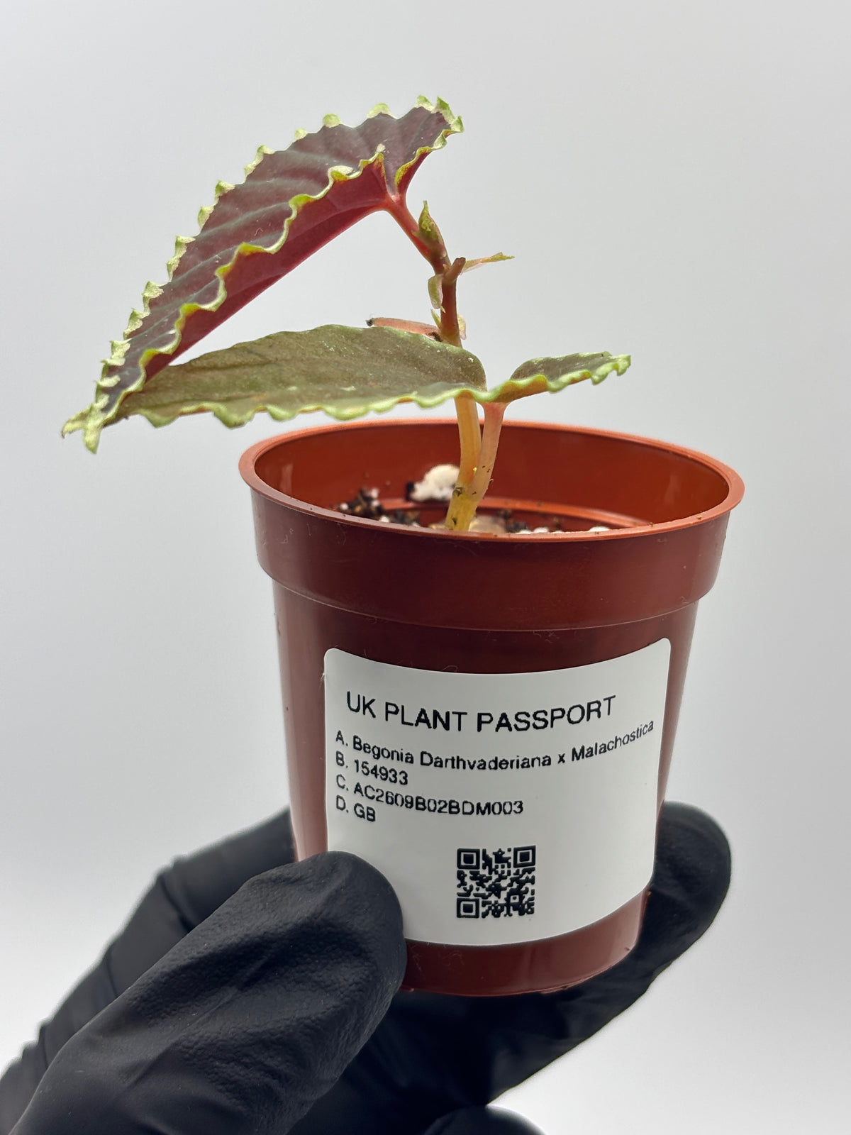 Begonia Darthvaderiana x Malachosticta #3 exact plant photo 2