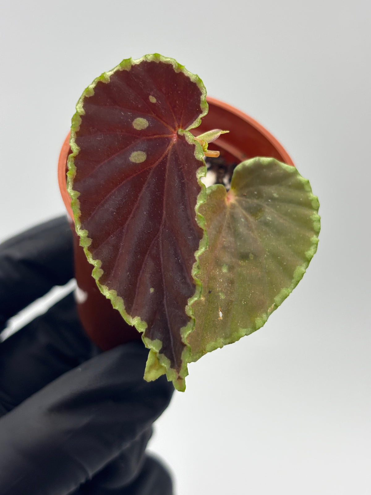 Begonia Darthvaderiana x Malachosticta #3 exact plant photo 1