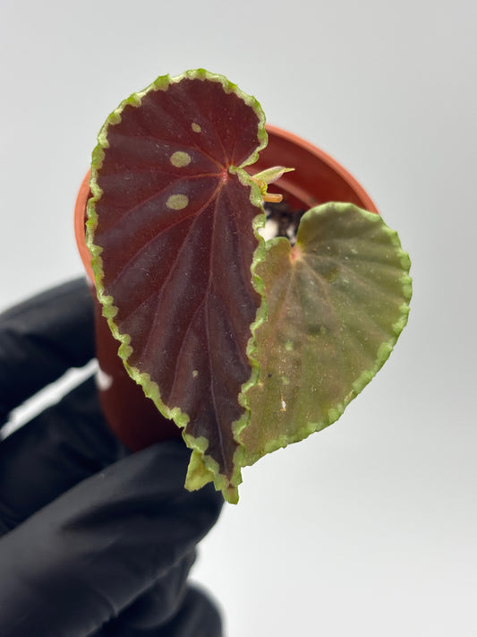 Begonia Darthvaderiana x Malachosticta #3 exact plant photo 1