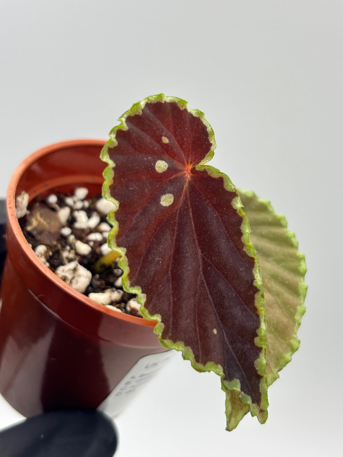 Begonia Darthvaderiana x Malachosticta #3 exact plant photo 3