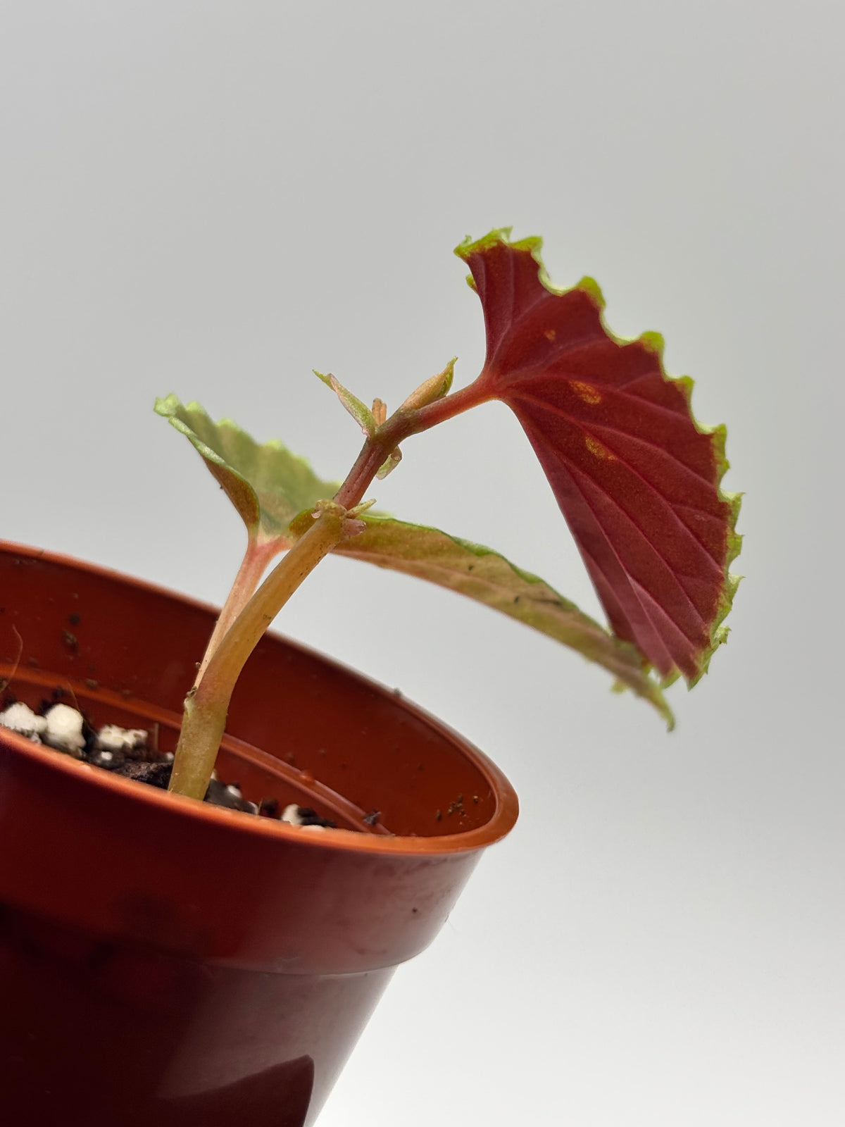 Begonia Darthvaderiana x Malachosticta #3 exact plant photo 4