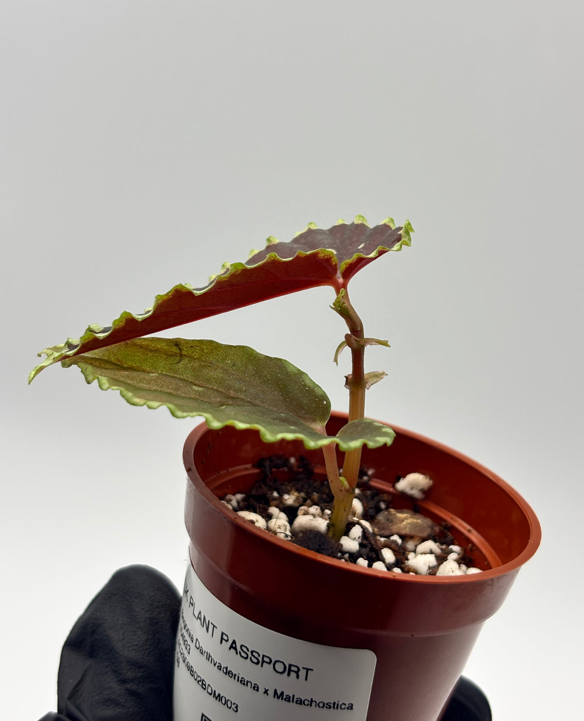 Begonia Darthvaderiana x Malachosticta #3 exact plant photo 5