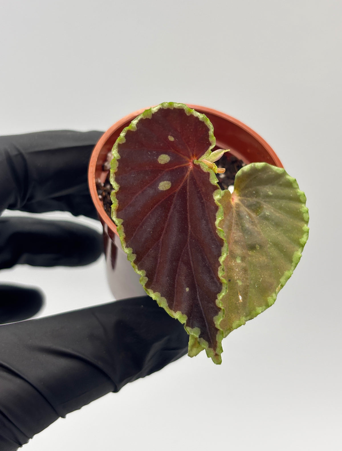 Begonia Darthvaderiana x Malachosticta #3 exact plant photo 6