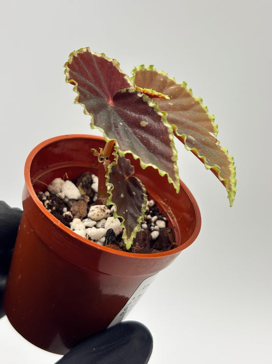 Begonia Darthvaderiana x Malachosticta #6 exact plant photo 1