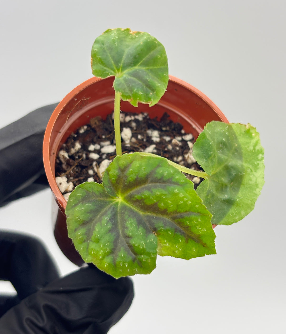 Begonia Pseudoedulis #3 exact plant photo 1
