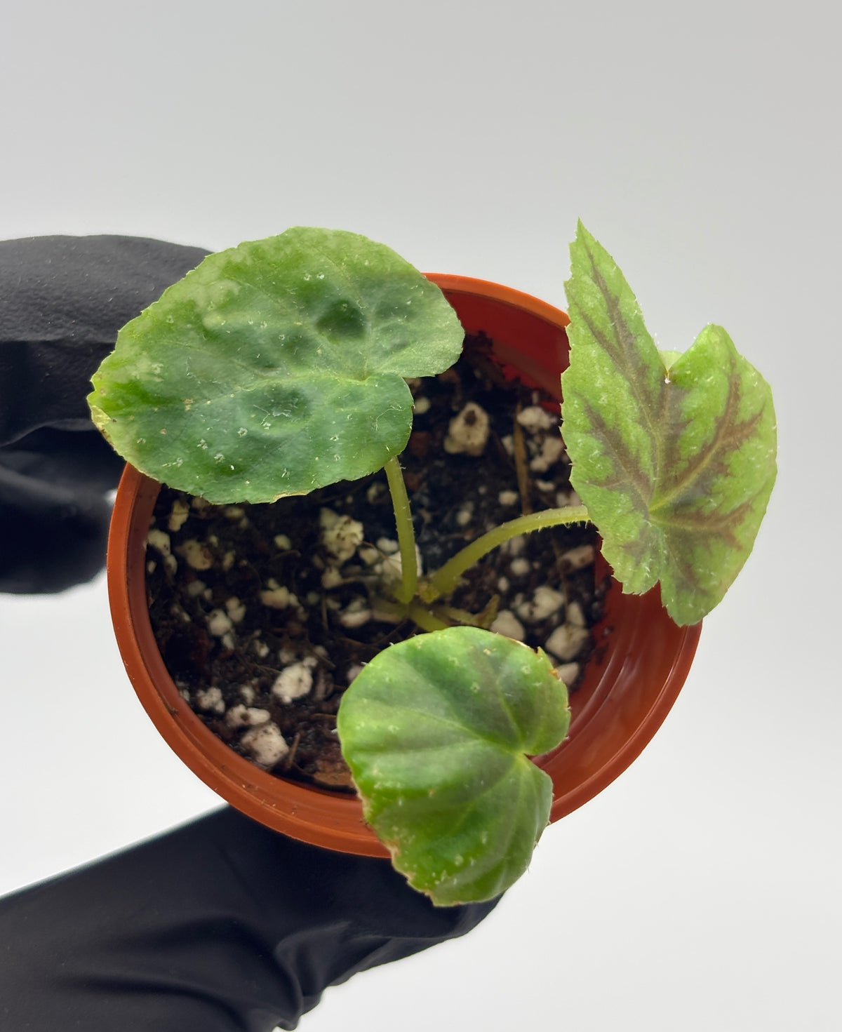 Begonia Pseudoedulis #3 exact plant photo 3