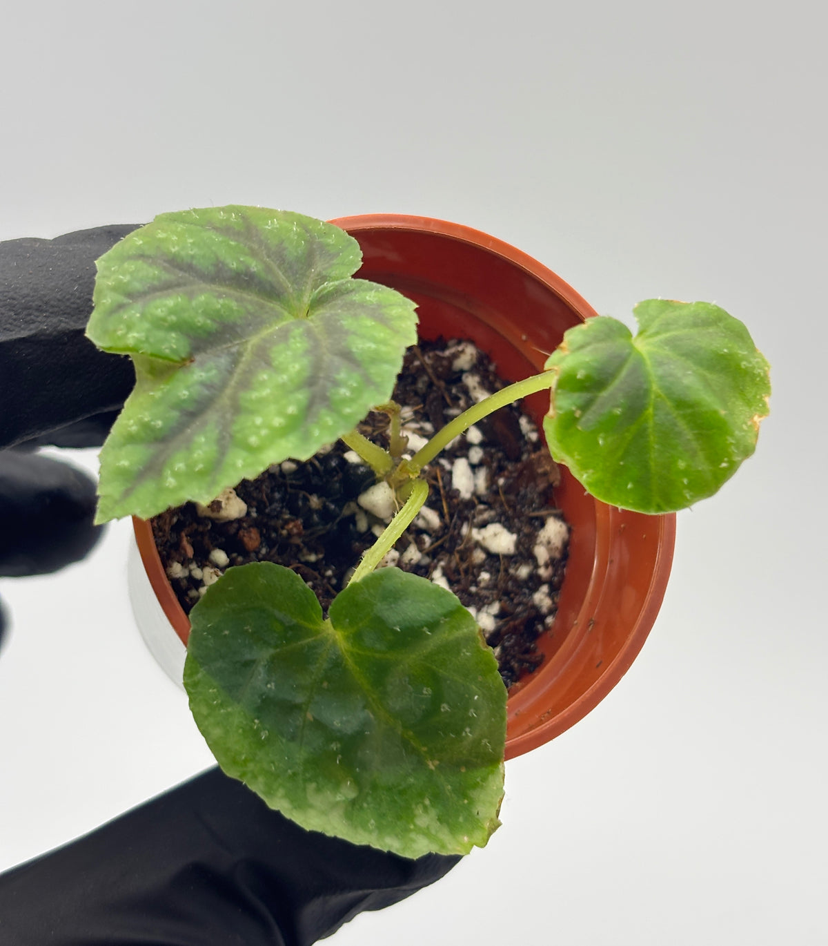 Begonia Pseudoedulis #3 exact plant photo 4
