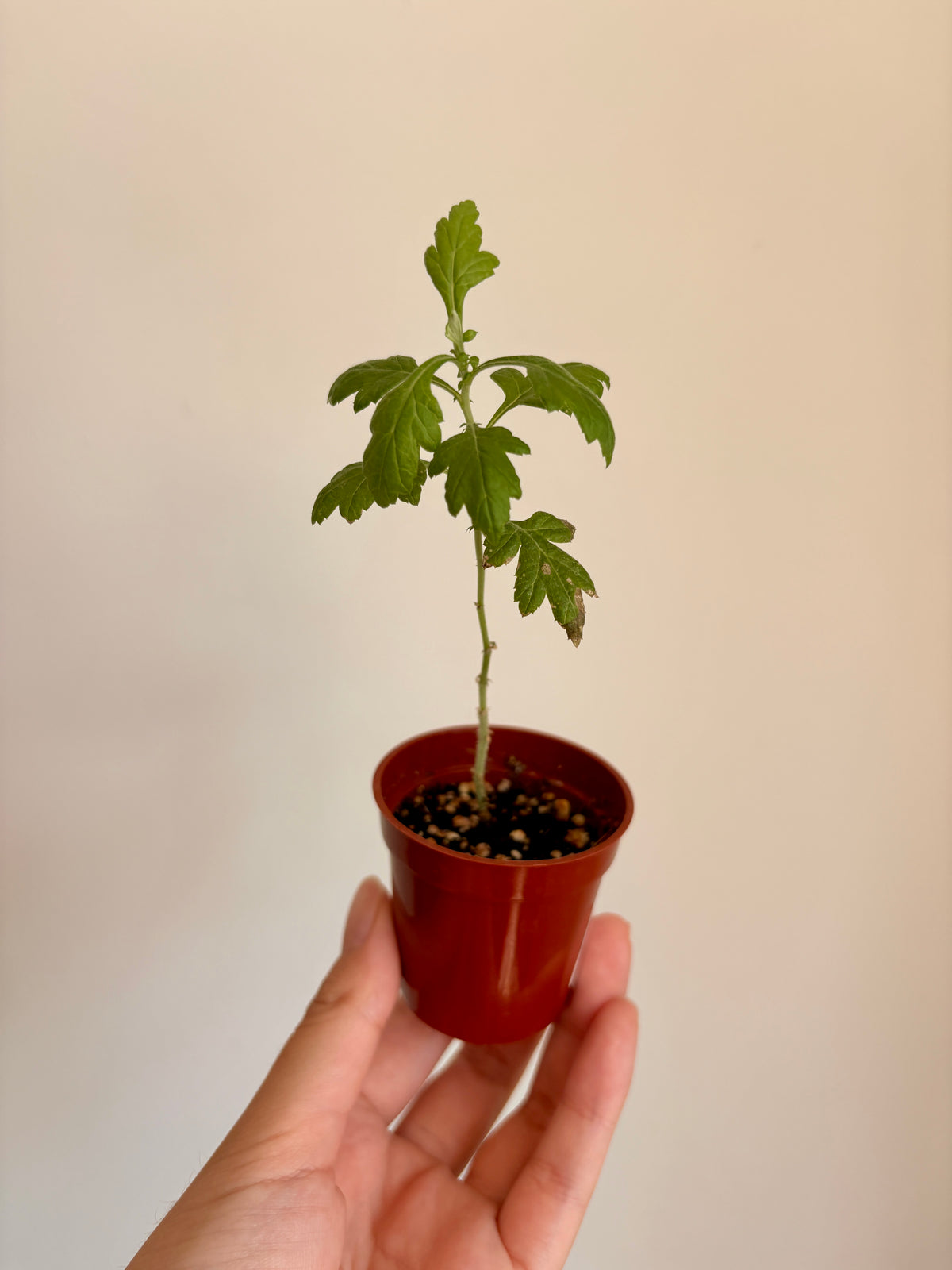 Japanese Mugwort -  Artemisia princeps - Yomogi よもぎ