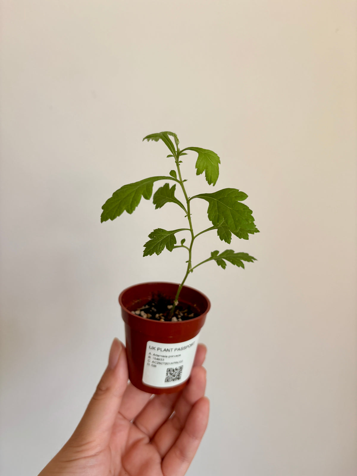 Japanese Mugwort -  Artemisia princeps - Yomogi よもぎ