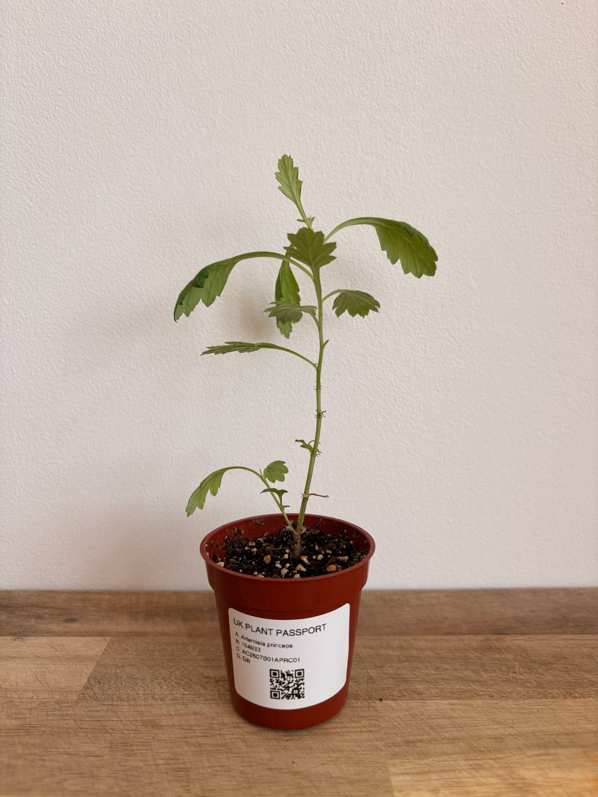 Japanese Mugwort -  Artemisia princeps - Yomogi よもぎ