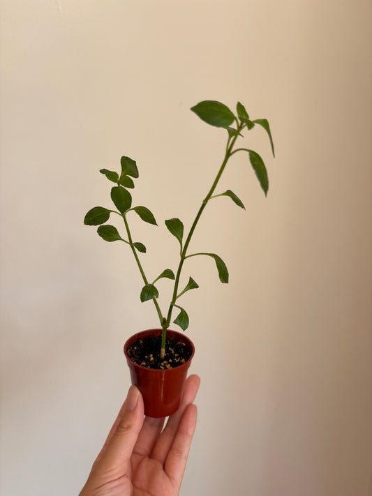 Rungia klossii 'Mushroom Plant'
